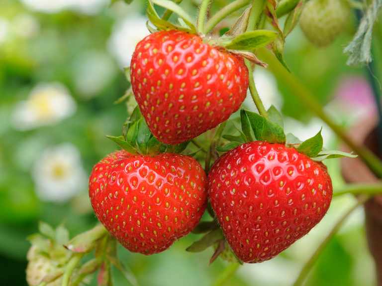 Fresas