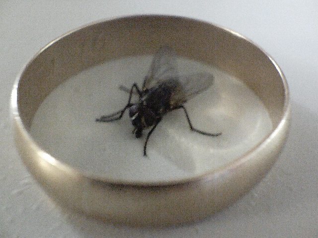 Barin visto desde la perspectiva de una hormiga